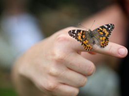 Community gathers for memorial service, butterfly release in Hermiston