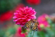 Photo Gallery: Community Memorial and Butterfly Release