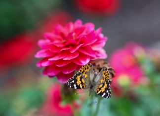 Photo Gallery: Community Memorial and Butterfly Release