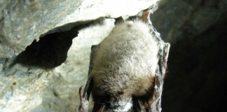 White-nose syndrome detected in Oregon bats