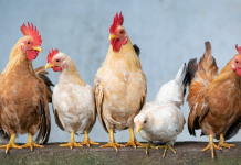 Bird Flu confirmed in Wallowa County