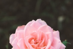 Carrie Briggs Passes Away at 56