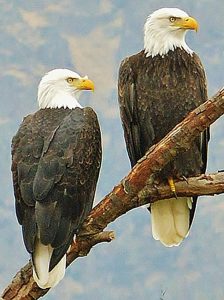 Bald Eagles 2