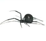 Black widow