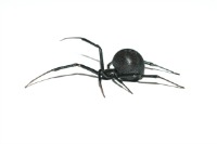 Black widow