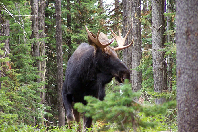 Hunters’ Group Offers $7,500 in Cash for Information on Poached Moose ...