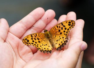 Community Memorial Service, live butterfly release set for Sept. 12 at Bennett Botanical Gardens
