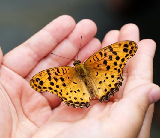 Community Memorial Service, live butterfly release set for Sept. 12 at Bennett Botanical Gardens