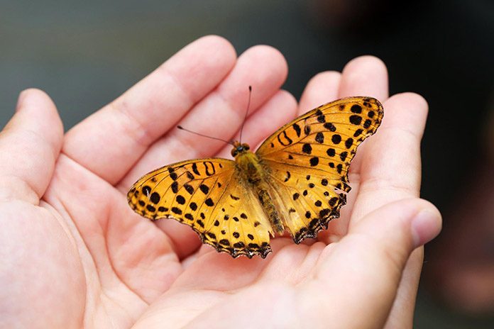 Butterfly