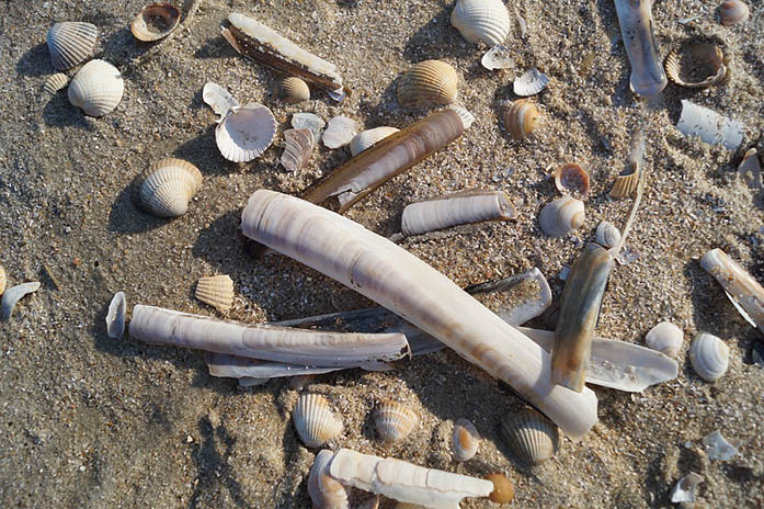 Razor clam harvesting now open on Oregon's central coast - OPB