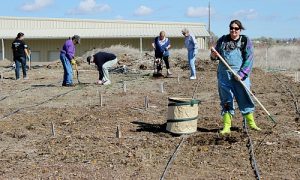 Community garden 2