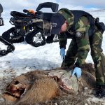 Elk Carcass