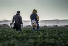 Report Details Challenges of Farmworkers During Pandemic