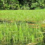 Flowering Rush