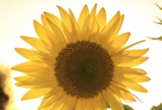 Colleen Hoeffel Passes Away at 93