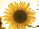 Colleen Hoeffel Passes Away at 93