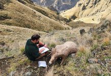 Pneumonia Outbreak Detected in Hells Canyon Bighorn Sheep