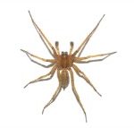 Hobo spider