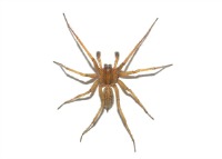 Hobo spider