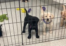 Assistance Dogs to Graduate on Monday at Pendleton’s EOCI