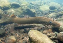 Lamprey Passage