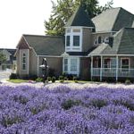 Lavender Farm