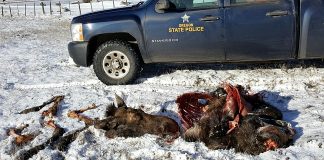 Moose Killed