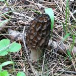 Morel Mushroom