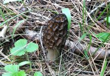 Morel Mushroom