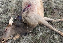 Five Elk Unlawfully Killed in Heppner