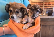 Wildhorse Foundation Grant will help Fuzz Ball continue essential vet care