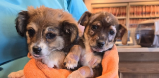 Wildhorse Foundation Grant will help Fuzz Ball continue essential vet care