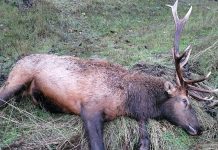 Poachers to Pay $16,000 for Illegally Taking Bull Elk, Buck Deer