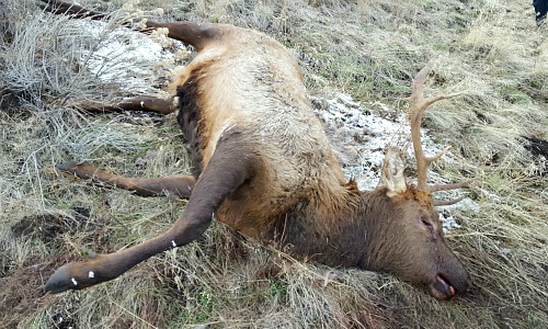 Poached Elk