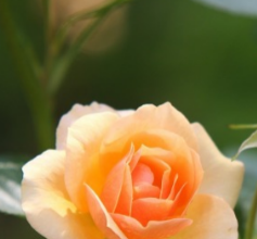 Rose Warren Passes Away at 61