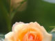 Rose Warren Passes Away at 61