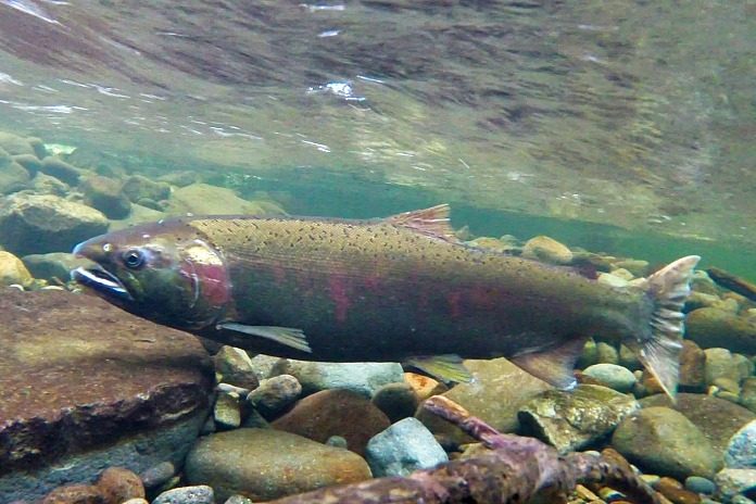 Oregon Reopens Columbia River Salmon, Steelhead Fishing – Northeast Oregon  Now