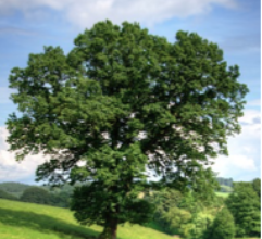 Ronald Engbretson Passes Away at 95