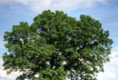 Guy Brown Passes Away at 69