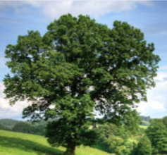 Edward Tarnasky Passes Away at 76