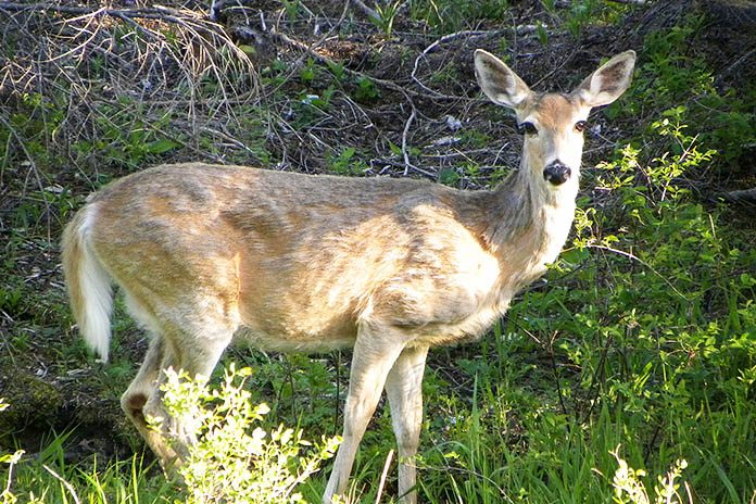 2,000 White-Tailed Deer Have Died in Blue Mountains Due to EHD ...