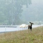 Wildlife in Roadway