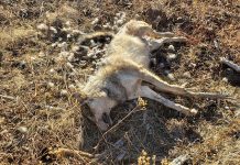 Wolf Killed in Baker County
