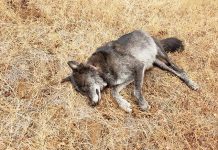 OSP Investigating Killing of Wolf