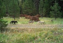 ODFW Now Managing Wolves After Delisting from Federal ESL