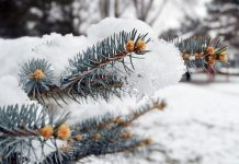 Forecast Calls for White Christmas