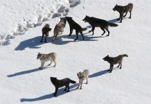 Gray Wolf Pack
