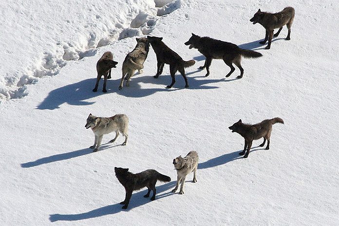 Gray Wolf Pack