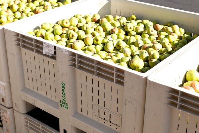 Oregon Pears