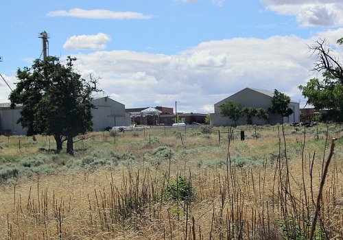 Umatilla, Tribes to Tackle Old Town Overgrowth | Northeast Oregon Now